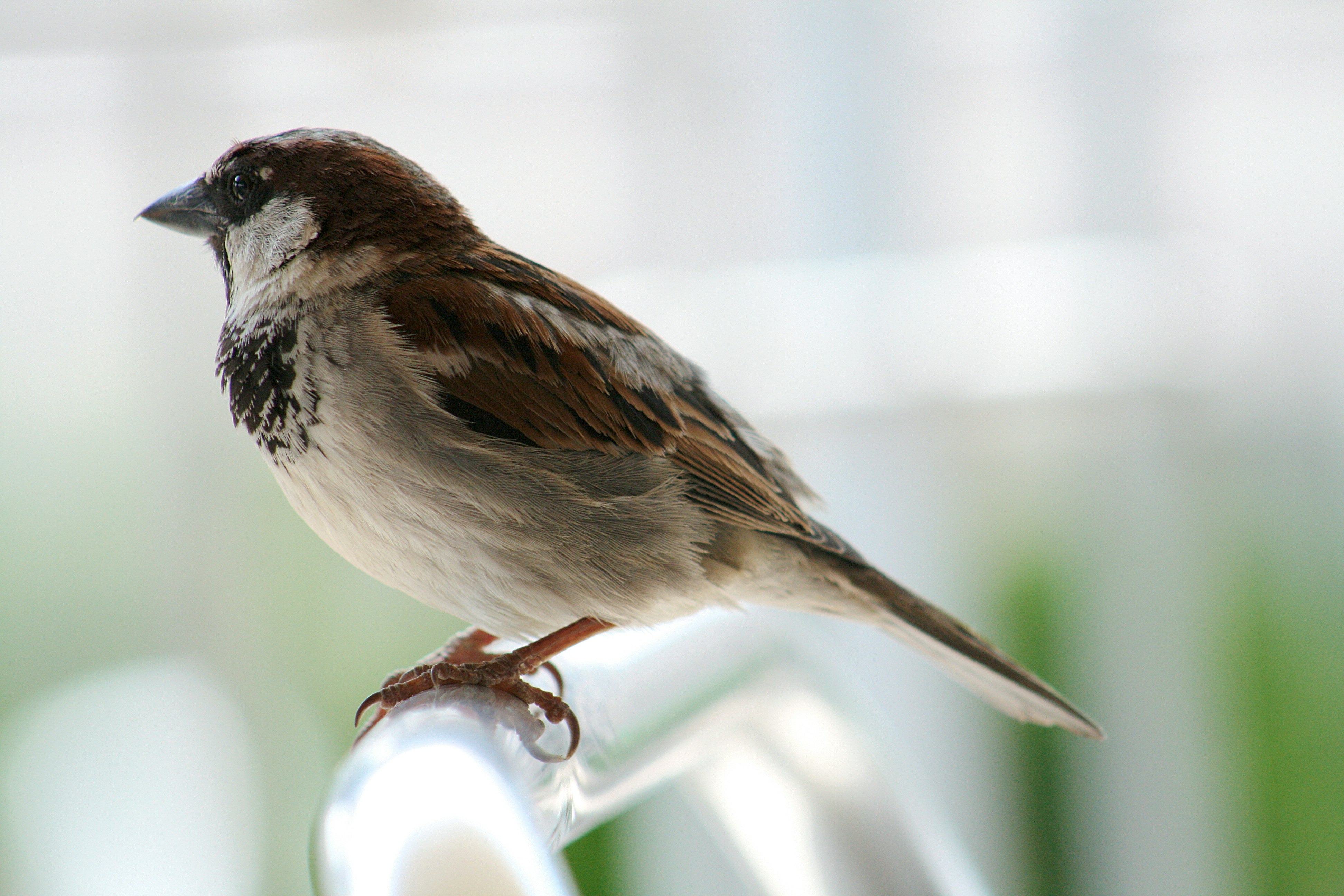 brown and white bird on brown tree branch